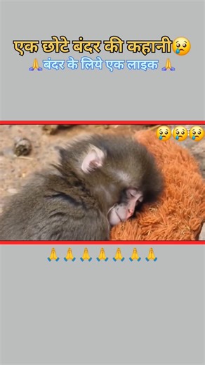 emotional story😢 #monkey #story #japan