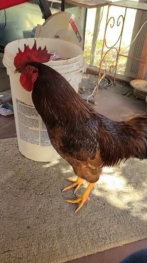 How to Choke your Chicken