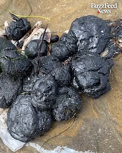 1.5M views · 788 reactions | This woman has gathered more than 50 lbs of oil from California beaches despite being warned it could be bad for her health 樂 | BuzzFeed News | Facebook