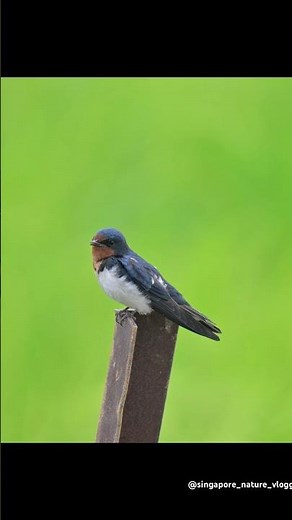 Barn Swallow at Kampung Sangkir In Malaysia