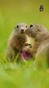 Meet the Arctic Ground Squirrel 🐿️❄️ — the toughest sleeper on Earth! This tiny survivor can freeze its body, stop its heartbeat, and still wake up alive after months under Arctic snow 😱 #ArcticGroundSquirrel #WildlifeReels #AlaskaWildlife #USAReels #wildlifestorm | Wildlife Storm