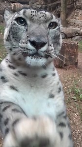 131K views · 11K reactions | Snow leopard Maya says:   ! Her keepers say this is her playful way to say hello.  Snow leopards have extra-large front paws that are about two to three times wider than an average hand. These giant paws help keep them from sinking into the snow! | Philadelphia Zoo | Facebook