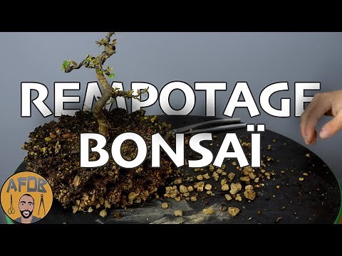 Detailed repotting of a bonsai 🌳AFDB🌳