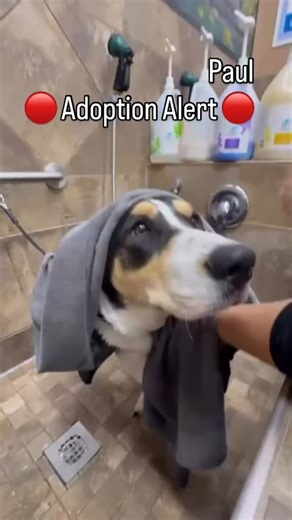 1.3K views · 108 reactions | Meet Paul, our newest rescue and quite...