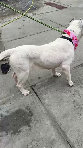 🐾🚨 URGENT — Milky White (ID 251998) is Under Kill Command TODAYMilky White is a 10-year-old girl (88 lbs) at Manhattan ACC whose eyes tell the story of a hard life. 😔She was initially very fearful but has shown beautiful progress — she now approaches staff with a loose, wiggly body, accepts all contact, and is described as social and cooperative. She’s a great leash walker and a waggy greeting helper dog. 🦮She has several treatable medical issues: hypothyroidism, advanced skin and ear infect