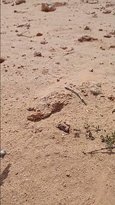 I Discovered a Giant, Strange Grasshopper Hidden in a Desert Garden!