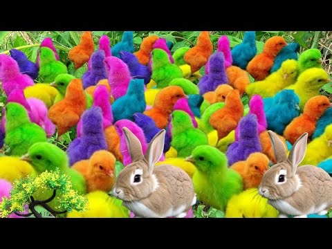CUTE AND COLORFUL CHICKS ADVENTURE || CATCH THE FUNNY RAINBOW CHICKS ,DUCKS,RABBIT🐤🐣#1million