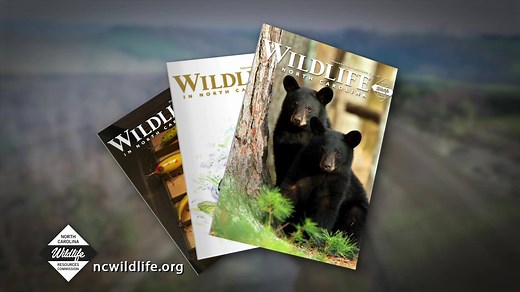 20K views · 259 reactions | Since 1937, Wildlife in North Carolina magazine has been dedicated to covering the conservation of North Carolina's wildlife. The award-winning publication now offers a digital edition, which will allow readers to access the magazine on their computers, tablets and mobile devices. Subscribe: https://bit.ly/2BwJ7Wl | NC Wildlife Resources Commission | Facebook