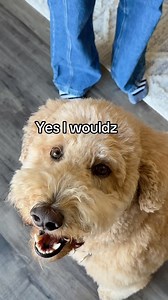 Oliver tried his best • • #dogs #dogsofinstagram #dogmom #girlandadoodle #dogowners #oliver #lovehim #goldendoodle #doggosofinsta #petsofinstagram #petowner #funnydog #goodboy #doglife #pets #petlovers #dogcomedy #relatable | Agirlandadoodle