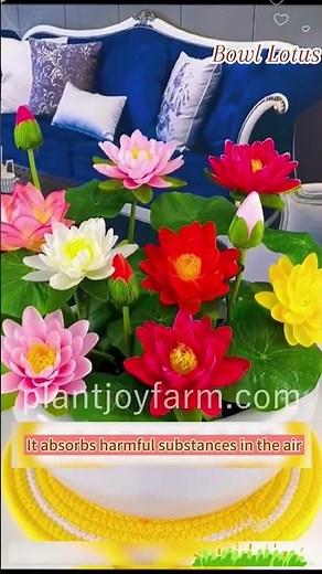 🌊 Full Care Guide for Growing Lotus Plants in Bowls or Ponds | #AquaticGardeningTips #lotusplant