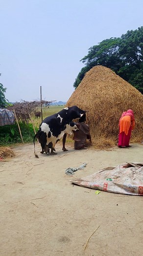 Fake cow funny😂🤣 #reels #funny #comedy #foryou | Your Funny bro