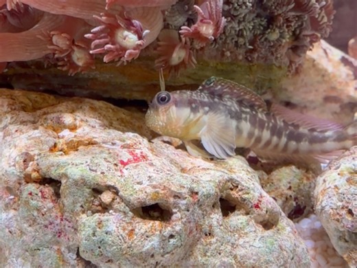 海洋生物之间的合作共赢