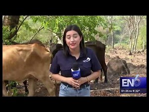 High temperatures cause the death of at least 50 cattle in El Salvador. EN6