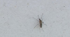 Truck-mounted spraying operation aimed at West Nile Virus to take place in Monaca