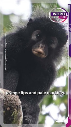 New monkey species discovered in forests of DR Congo