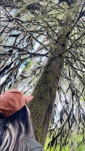 No Way This Is Muir Woods 🌲 #muirwoods #bayarea #shorts