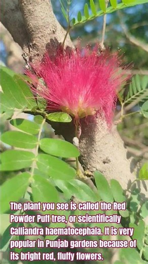 The plant you see is called the Red Powder Puff tree, or scientifically Calliandra haematoceph