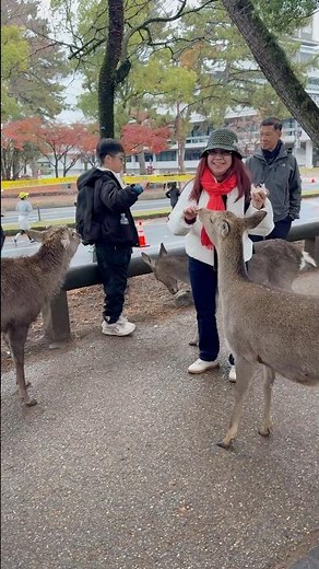 奈良公園の鹿たち｜人と鹿が共に生きる奇跡の場所#奈良公園#奈良の鹿#奈良鹿#鹿#鹿と人#鹿とのふれあい#子どもと鹿#癒しの瞬間#感動動画#日本の風景#奈良観光