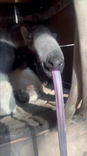 Watch until the end - it’s nap time for Bumi 🤣👅😴 #foryou #fyp #anteater #bumination