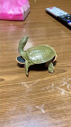 🛹スケボーにまたがりドヤ顔でガンを飛ばす亀🐢 #厄除 #癌飛ばす