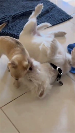 Chihuahua vs Westie #puppy #chihuahuapuppy #chihuahua #dogbreeds #cute #westie