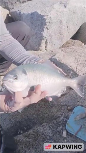 14 inch Halfmoon Blue Perch Prize Fish of the day | Oceanside Harbor Jetty Fishing #shorts #fishing