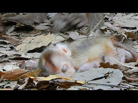 This is the last day of little baby Levy in Sovvana after an NGO took him to the hospital