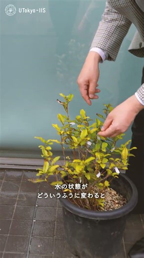 生体内のミクロな水のふるまいを測って農業に役立てる［東京大学 生産技術研究所］