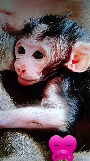 Understanding Monkey Behavior and Care