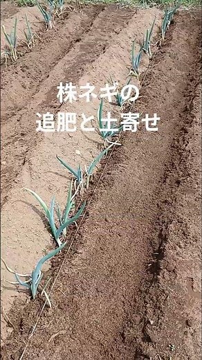 坊主しらずネギ、増やすポイントは成長に合わせて追肥と土寄せを3～4回やります！家庭菜園