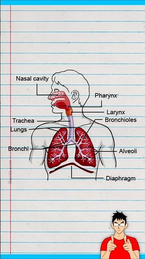 how to Draw Human Respiratory System Diagram - easy drawing tricks #abhishekdrawing #shorts
