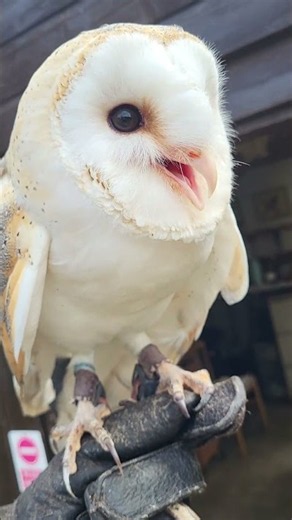 BARN OWL CLOSE-UP!