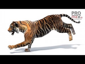 Animated Tiger (White & Natural) – High-Quality 3D Model | ‪@PROmax3D‬