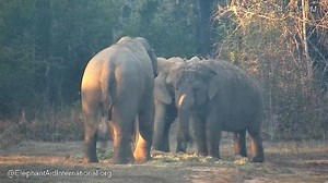 Looks like the girls invited themselves to Bo’s dinner again. | Elephant Aid International