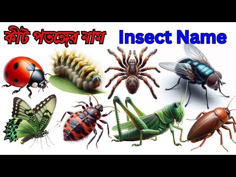 20 Insect Names in Bengali and English | পোকামাকড়ের নাম বাংলা ও ইংরেজিতে | Kids Learning Video