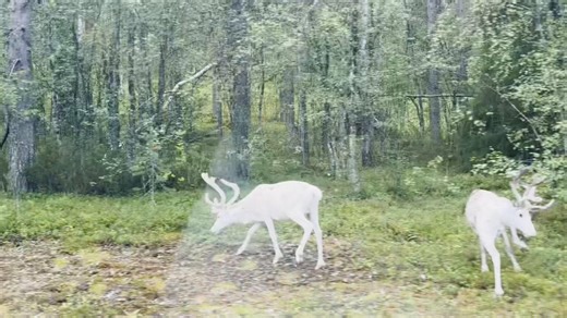 Explore Reindeer in Lapland: A Unique Arctic Experience