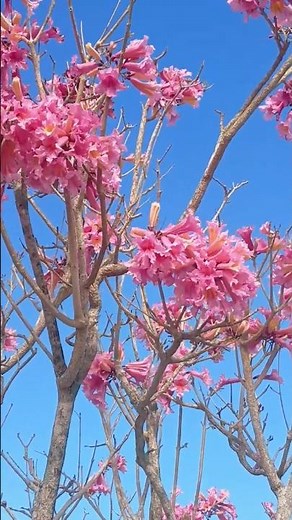 Spring in Florida!!! Amazing Flowers Pink Trumpet Tree, Tabebuia rosea 🌳🌼 #flower #flowers