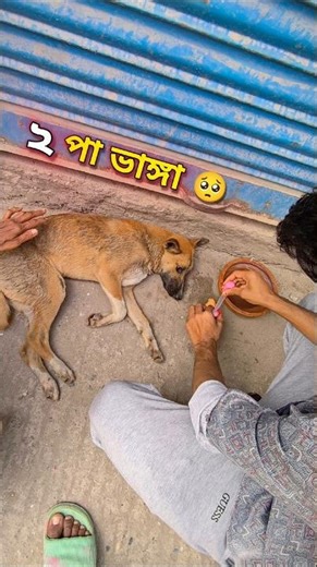 Injured Puppy Rescue 🐶 | Stray Dog Help Story