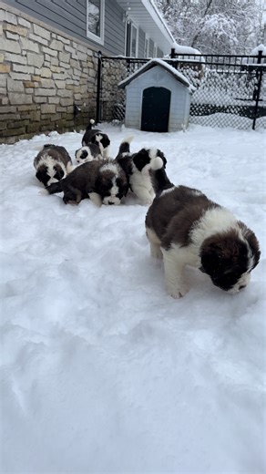 First snow experience 💙☃️ #saintbernard #puppiesoftiktok #smol #winter #fyp