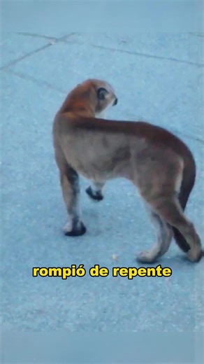 The Cougar Goes Berserk: A Wild Encounter