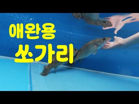 pet stingray