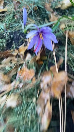 Saffron harvest 💜 #crocus #growyourown #garden #fblifestyle #growyourownfood #saffron #dinner #gardentoplate | DIY HomeGarden