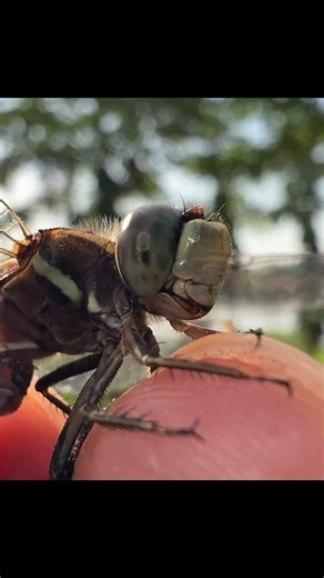 Catching insects in the gardengot Betta fish Etruscan shrew Millipede grasshoppe frog 082