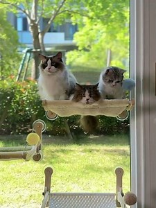 My cat’s window “sky lounge” is everything 🌿🐱#cat #pets #cute #catbed #cozycat #petproducts