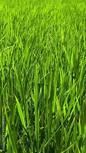 風に揺れる田んぼの稲の苗 縦動画