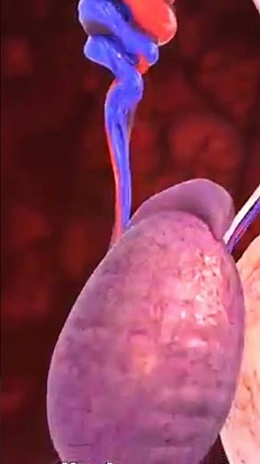 Can a Groin Kick Actually Kill You? Shocking Truth | Education Films