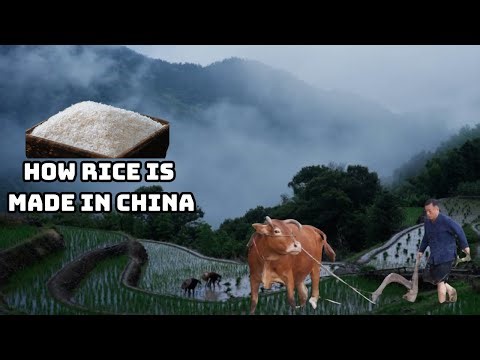 From Field to Bowl – How Chinese Farmers Create Every Grain of Rice