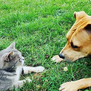 The Long Debate Over Whether Cats Or Dogs Make Better Pets Is Over–It's A Tie