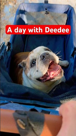 A day with Deedee! This 12 year old English bulldog has a BIG personality!