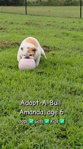 Meet Amanda! 🤍 Beautiful Amanda is a 6-year-old sweetheart with a gorgeous white coat and red accents that make her shine inside and out. She’s playful, affectionate, and laid-back — the perfect mix of fun and easygoing. Amanda loves everyone she meets and gets along great with other dogs, kids, and likely cats too. She was found as a stray, but you’d never know it from her happy, trusting nature. Some of Amanda’s favorite things include her pink soccer ball, napping, slow strolls, car rides, a